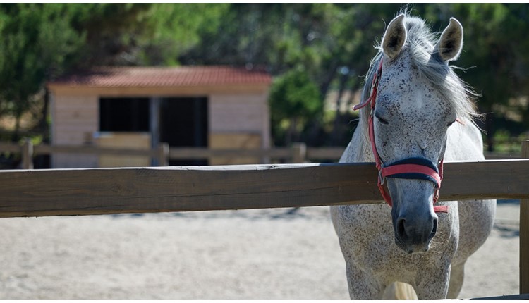 Atlantica Plimmiri - NR, Родос